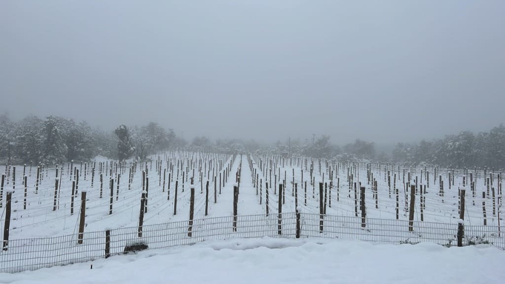 Surface Construcciones — Viñedo y bodega en Trevelin (Patagonia), viñedo bajo la nieve