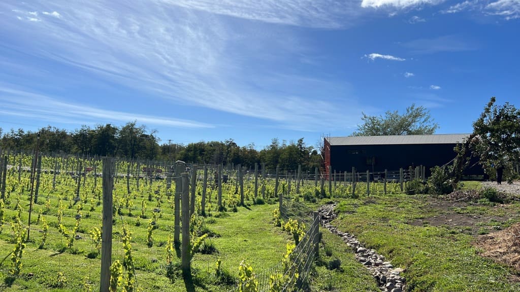 Surface Construcciones — Viñedo y bodega en Trevelin (Patagonia), viñedo y bodega terminados