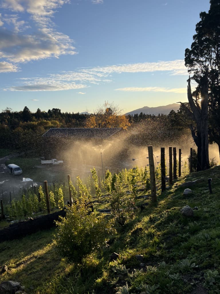 Surface Construcciones — Viñedo y bodega en Trevelin (Patagonia), sistema antiheladas y riego por aspersión