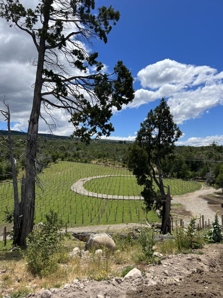 Surface Construcciones — Viñedo y bodega en Trevelin (Patagonia), hileras de viñedo al pie de la cordillera