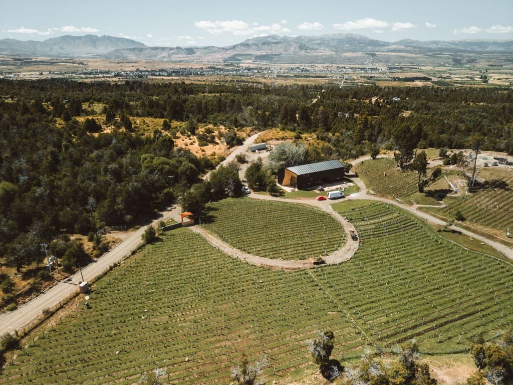 VIÑEDO EN TREVELIN