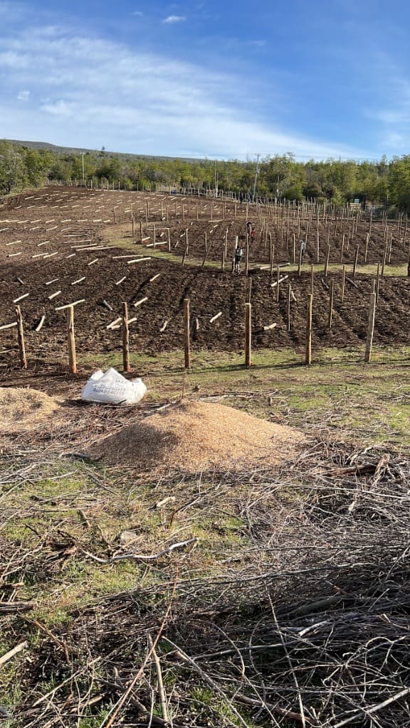 Surface Construcciones — Viñedo y bodega en Trevelin (Patagonia), terreno original antes de la obra