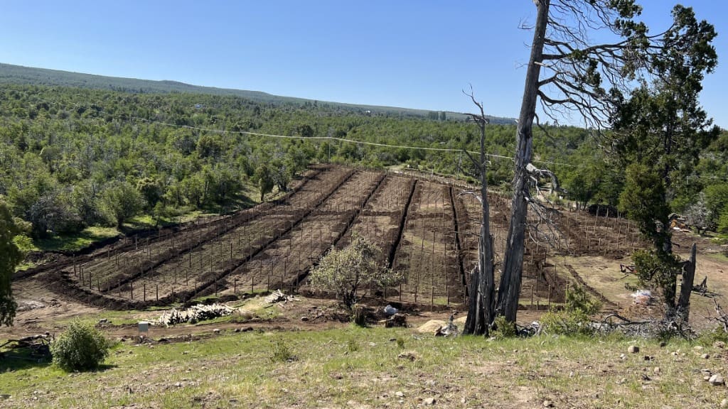 Surface Construcciones — Viñedo y bodega en Trevelin (Patagonia), terreno original antes de la obra